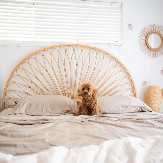 Ecosa Bed Base with Sam Walker